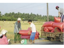 Ngày Đầu Thu Mua Lúa, Gạo Tạm Trữ - Giá Lúa Nhích Dần Lên