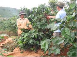 Hủy Bỏ Nhãn Hiệu Cà Phê 