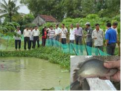 Hiệu Quả Của Mô Hình Nuôi Cá Rô Đầu Vuông Tại Hòa Mỹ Tây (Phú Yên)