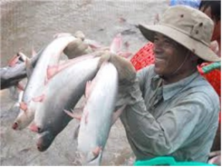Cá Tra Việt Nam Vào ASEAN Tiếp Tục Tăng