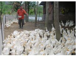 Sản Xuất Nông Nghiệp Đạt Nhiều Kết Quả Quan Trọng