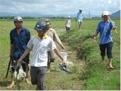 Nông Dân Phú Yên Vất Vả Diệt Chuột