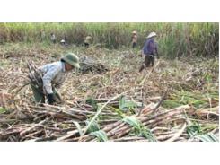 Đường Tồn Kho Tăng Cao, Các Nhà Máy Gặp Khó Khăn