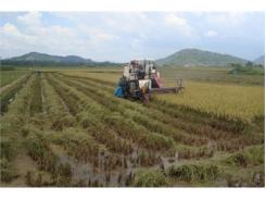 Gạo Krông Nô Và Triển Vọng Về Một Thương Hiệu