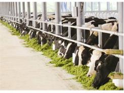Vinamilk Nhập Khẩu 5.000 Con Bò Sữa Cao Sản Mang Thai Từ Úc Và Mỹ
