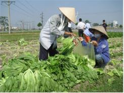 Thúc Đẩy Sản Xuất, Tiêu Thụ Rau An Toàn