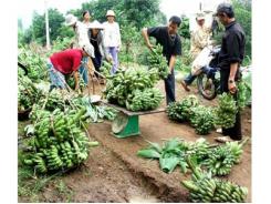 Trúng Mùa Chuối, Nông Dân Phấn Khởi