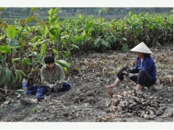 Phát Triển Cây Dong Riềng Cần Tránh Tăng Trưởng 