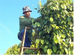 Nông Dân Nâm N’Jang Tập Trung Thu Hoạch Tiêu