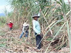 Ninh Sơn (Ninh Thuận) Mía “Đắng” Mùa Khô Hạn!