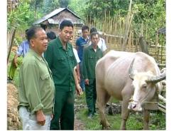 Kinh Nghiệm Nuôi Trâu Vỗ Béo Ở Huyện Điện Biên Đông