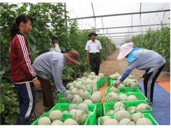 Unifarm Tăng Diện Tích Trái Cây Xuất Khẩu Trong Năm 2015