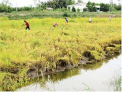 Nông Dân Thạnh Phú Thêm Phấn Khởi Đón Tết Vì Trúng Vụ Lúa Mùa