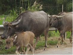 Bệnh giun phổi ở bê, nghé