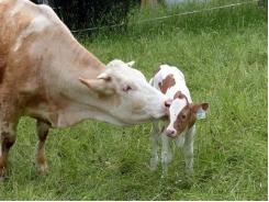Bệnh viêm tử cung ở bò cái