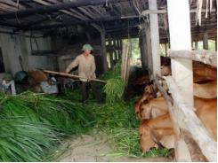 Cấp bách giữ đàn gia súc sau mùa rét