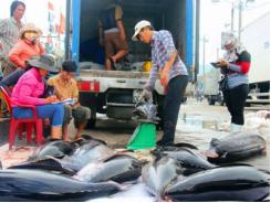 Giá cá ngừ đại dương chỉ còn 90.000 đồng/kg