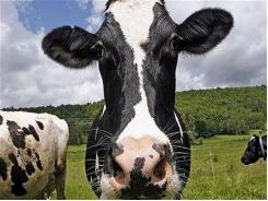 Hạn chế tình trạng nhiễm vi sinh sữa ở bò sữa