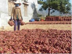 Đầu năm hành tím tăng giá, nông dân phấn khởi vì có lãi