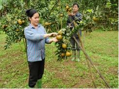 Hồi sinh vùng cam sành Lục Yên