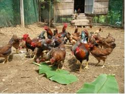 Kỹ thuật chăn nuôi gà thả vườn