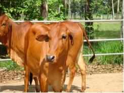 Kỹ thuật nuôi bò sinh sản và bê lai