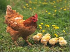 Kỹ thuật úm gà con và chăm sóc gà con giai đoạn từ 1 - 28 ngày tuổi