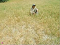 Hỗ trợ 2 triệu đồng/ha lúa bị thiệt hại do hạn, mặn
