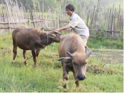 Nuôi dưỡng nghé sau cai sữa và trâu tơ lỡ