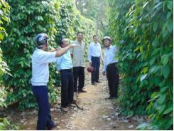 Hoài Nhơn (Bình Định) hỗ trợ nông dân phát triển bền vững cây tiêu