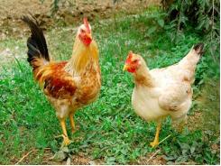 Phòng và trị bệnh viêm phế quản truyền nhiễm ở gà