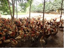 Thức ăn chăn nuôi gà sinh sản hướng thịt