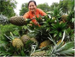 Lãi hơn 40 triệu đồng/ha từ trồng dứa