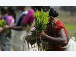 India's rice down as overseas demand wanes; Vietnam up on thin supply