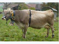 Cow bells and their effect on cow behaviour