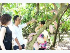 Đồng Nai to increase cocoa cultivation area