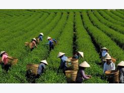 Opportunities to invest in VN agriculture