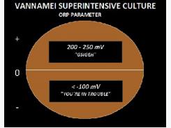 Vannamei superintensive culture - ORP an essential tool for water quality monitoring