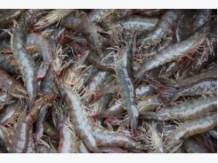 Shrimp EMS in Latin America identified