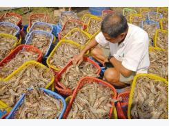 PM sets bar high for shrimp exports