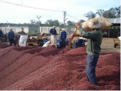 Brazil to import robusta coffee from Việt Nam