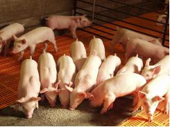 Pig diets, Porcine plasma or egg yolk antibodies?