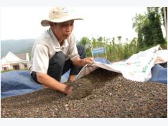 Viet Nam’s pepper faces stern quality challenge