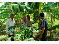 Xây dựng chuỗi liên kết, nâng cao giá trị cây chuối