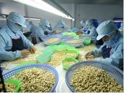 Cashew sector predicted to keep stable growth