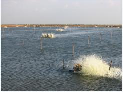 Proper water circulation in aquaculture ponds, Part 2