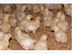 Responsible use in poultry rather than antibiotic-free