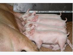 Drinking water supplementation with organic iron in lactating piglets