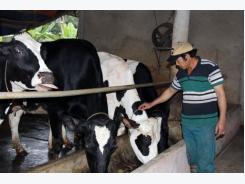 Thu tiền tỷ mỗi năm từ nuôi bò sữa