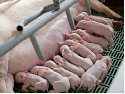 Healthy sow gut, higher litter weight